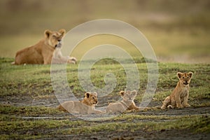 Lioness lies on savannah guarding three cubs