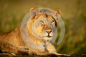 Lioness lies staring on rock in sunshine