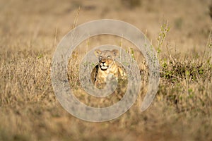 Lioness lies in sunshine in tall grass