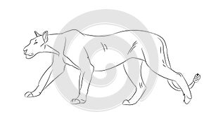 Lioness with lines, sketch, vector