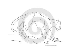 Lioness with lines, sketch, vector