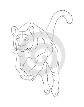 Lioness with lines, sketch, vector