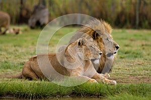 Lioness and Lion