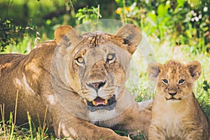 Lioness and lion cub laying in the grass looking straight at the photographer.