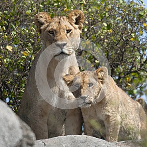 Lioness and lion cubs in Serengeti