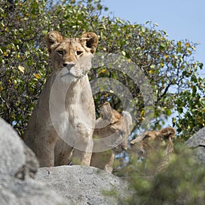 Lioness and lion cubs in Serengeti National