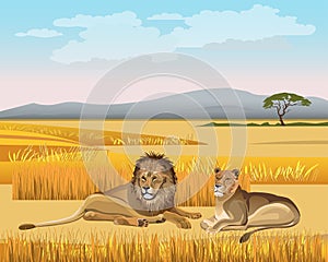 The lioness and the lion lay in the savanna