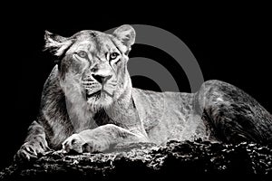 Lioness