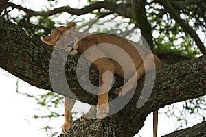 A Lioness Lion in the Serengeti. High quality photo Africa Safari Tanzania Tree Climbing