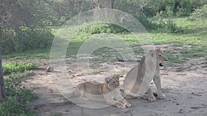 Lioness and lion in Serengeti, Tanzania