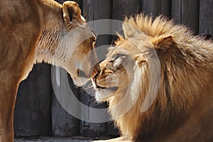 Lioness and a lion touching each other with noses