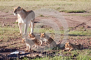 Lioness and Litter