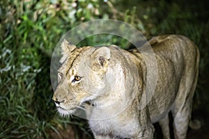 Lioness living in the wild in the Kruguer National Park in South Africa, a perfect wildlife park for safaris