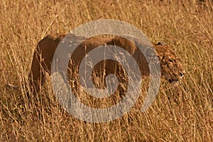 Lioness in long grass