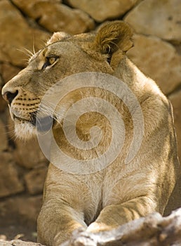 Lioness Look#2