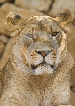 Lioness Look