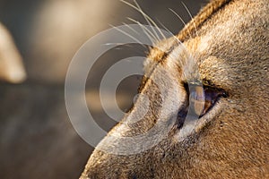 Lioness Looking