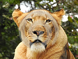 Lioness Looking