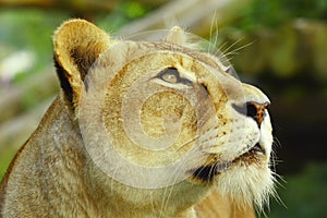 Lioness looking