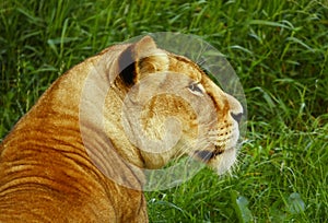 Lioness Looking back