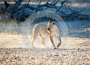 Lioness looking back