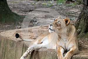 Lioness Looking at the Jungle Canopy