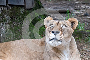 Lioness Looking at the Jungle Canopy