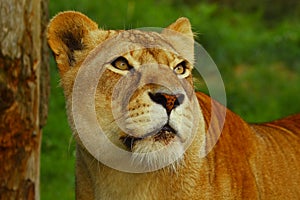 Lioness looking for prey