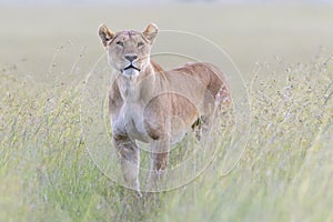 Lioness looking for prey on savanna