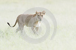 Lioness looking for prey on savannah