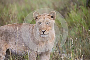 Lioness looking