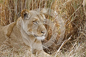Lioness looking for some dinner in the Kafue national park in Zambia.