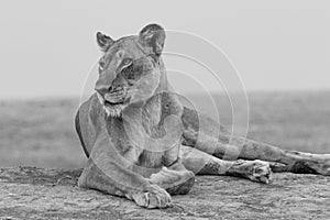 Lioness looking thoughfully in black and white