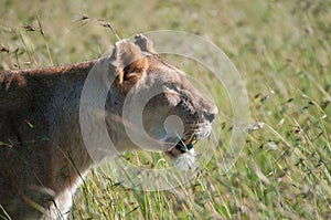 Lioness looking to right and showing teeth