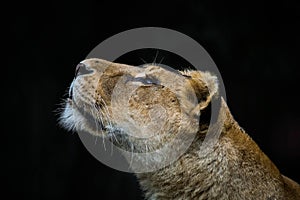 Lioness looking up. Lion sniffing