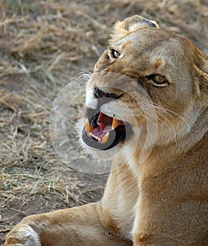 Lioness looking up and snarling