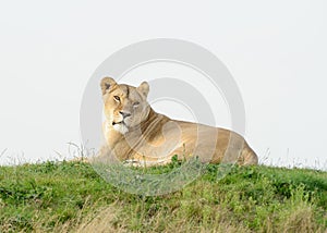 Lioness looks Alert