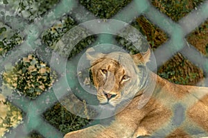 A Lioness looks straight towards the camera through blurred cage fence