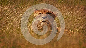 Lioness Looks Up In Hot Savanna