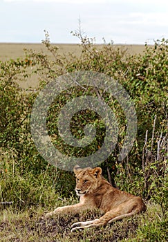 Lioness lounging