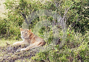 Lioness lounging