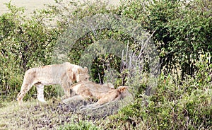 Lioness lounging