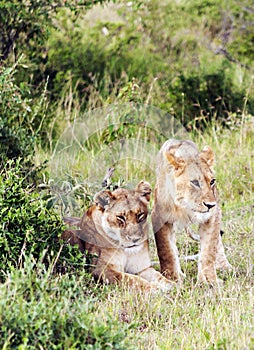 Lioness lounging