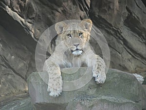 Lioness lounging on a rock