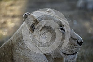 Lioness lounging in the Sun.