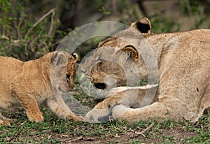 Lioness loving her cub, Masai Mara