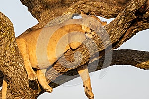 Lioness lying asleep on a tree at sunset. peaceful moment