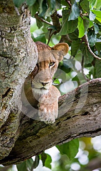 Lioness lying on a big tree. Close-up. Uganda. East Africa.