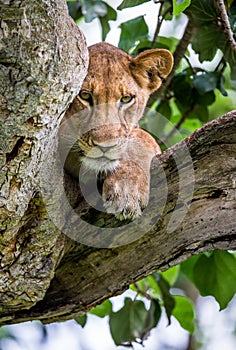 Lioness lying on a big tree. Close-up. Uganda. East Africa.