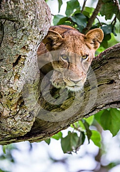 Lioness lying on a big tree. Close-up. Uganda. East Africa.